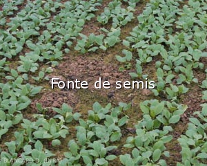 Diagnostic-Fonte-semis