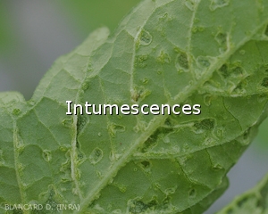 Diagnostic-Intumescences