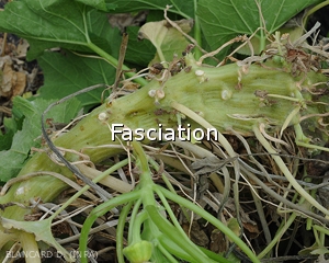 Diagnostic-Fasciation
