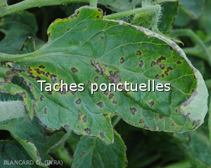 Diagnostic-Taches-ponctuelles