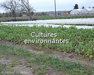 Diagnostic-Cultures-environnantes