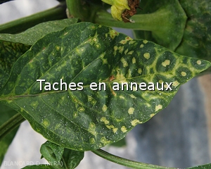 Diagnostic-Taches-anneaux