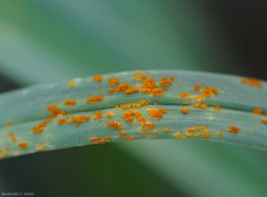 Puccinia-porri-Poireau1