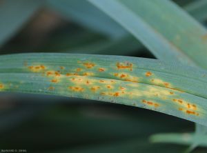 Puccinia-porri-Poireau1