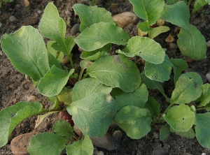 Plusieurs feuilles de ces plantes de radis montrent de larges taches chlorotiques plutôt circulaires aux contours diffus. <i>Albugo candida</i> (rouille blanche)