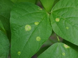 Quelques taches chlorotiques, circulaires, prêtant confusion avec des anneaux parsème ces folioles de haricot. (Phytotoxicité)