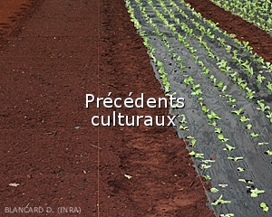 Precedents-culturaux