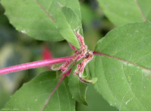 Phytopte-du-fuchsia