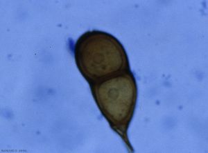 Puccinia-allii2