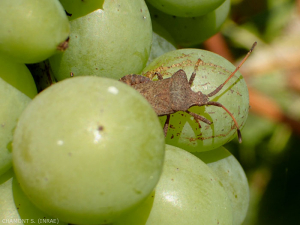 Coreus-marginatus