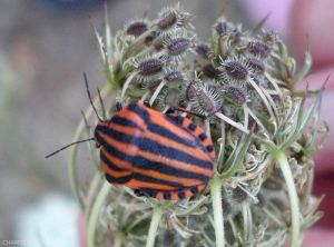 graphosoma-lineatum