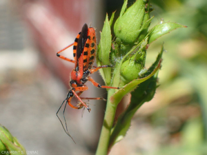 Rhynocoris-iracundus