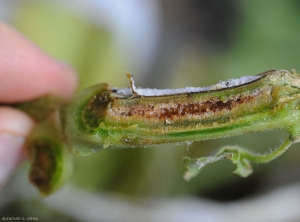 Brunissement vasculaire d'une tige de melon coupée longitudinalement ; la moelle brunit et devient spongieuse, ainsi que les tissus corticaux. <b><i>Fusarium oxysporum</i> f. sp. <i>melonis</i></b> (fusariose)