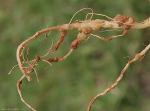 Galles mamelonnées, parfois liégeuses et humides sur racines de melon. <i><b>Rhizobium radiobacter</b></i> (<i>Agrobacterium tumefaciens</i>, tumeur bactérienne du collet, crown gall)