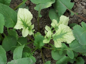 Blanchiment de jeunes feuilles de radis consécutivement à une phytotoxicité.
