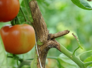 Botrytis-Tomate