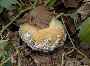 Sclerotinia-Melon