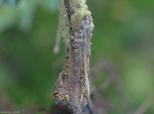 Phytophthora-Tomate