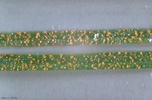 puccinia-coronata2