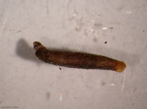 Coleophora-hemerobiella4