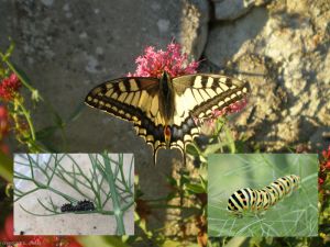 Papilio-machaon2