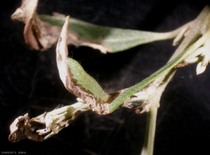palpita-vitrealis-olivier