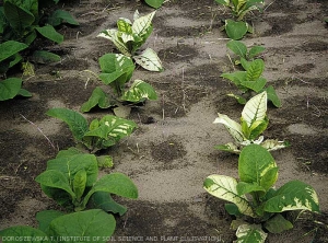 Plusieurs pieds de tabac présentent une à plusieurs feuilles dont des secteurs de limbe sont décolorés et de couleur bblanche. <b>Phytotoxicité</b> (chemical injuries)