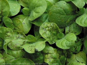 Des lésions graisseuses altèrent plusieurs feuilles de ces plants de tabac. <i><b>Pseudomonas syringae</i> pv. <i>tabaci</i></b> (maladie du feu sauvage, "wildfire")