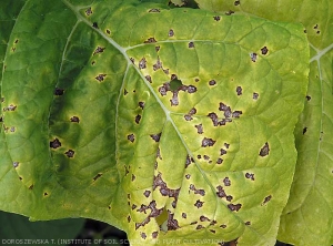 Détail de lésions brunes et plus ou moins angulaires liées au développement de  <b><i>Pseudomonas syringae</i> pv. <i>tabaci</i></b> sur le limbe de feuilles de tabac. ("wildfire", "angular leaf spot")