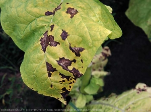 Détail de lésions brunes et plutôt étendues sur feuille de tabac.  <b><i>Pseudomonas syringae</i> pv. <i>tabaci</i></b> ("wildfire", "angular leaf spot")