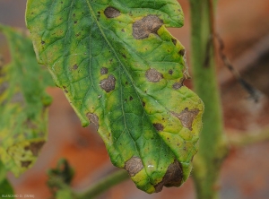 Quelques taches brunes et nécrotiques présentent des motifs concentriques très marqués sur cette foliole de tomate.  <b><i>Corynespora cassiicola</i></b> couvrent cette feuille de concombre. (corynesporiose)