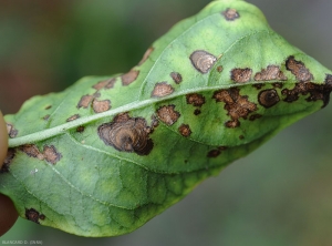 Plusieurs taches plutôt évoluées confluent progressivement sur cette feuille de piment ; remarquez sur certaines leurs discrets motifs concentriques bruns . <b><i>Colletotrichum capsici</i></b>