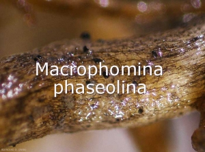 Diagno-Macrophomina