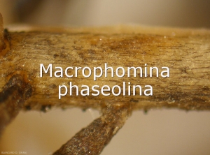 Mycelium-Macrophomina