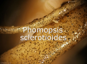 Phomopsis-sclerotioides-sclerotes