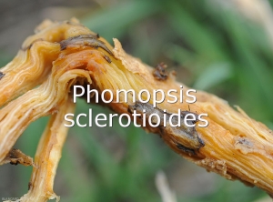 Phomopis-sclerotioides-stroma
