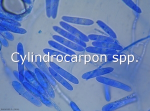 Cylindrocarpon-Conidies