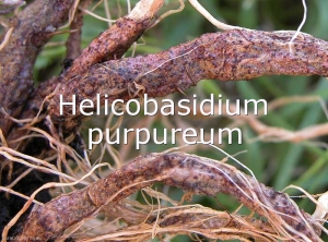 Rhizoctonia-crocorum-Mycelium-oeil