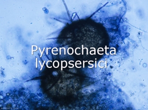 Pyrenochaeta-Pycnides