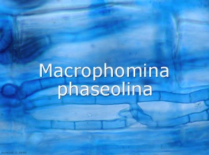 Macrophomina-phaseolina-Mycelium2
