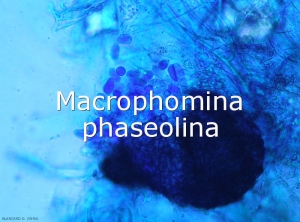 Macrophomina-phaseolina-Pycnides