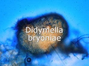 Didymella-bryonias-Pycnides