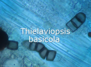 Thielaviopsis-Chlamydospores