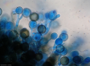 Chalaropsis-chlamydospores