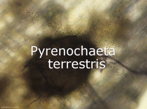 Pyrenochaeta-terrestris