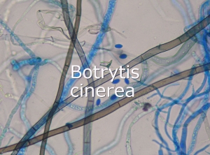 Botrytis-cinerea-Mycelium