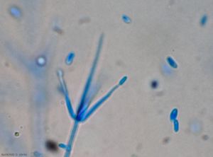 Verticillium4