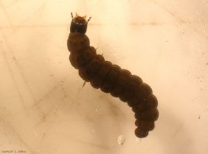 cantharidae-larve