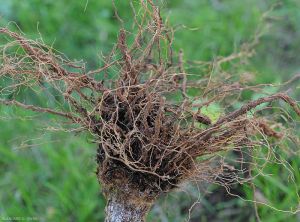 Fusarium solani3