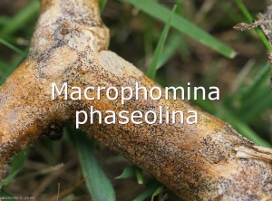 Macrophomina-Tige